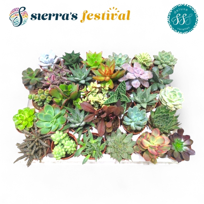 <h4>Sierra's Deluxe Succulents</h4>