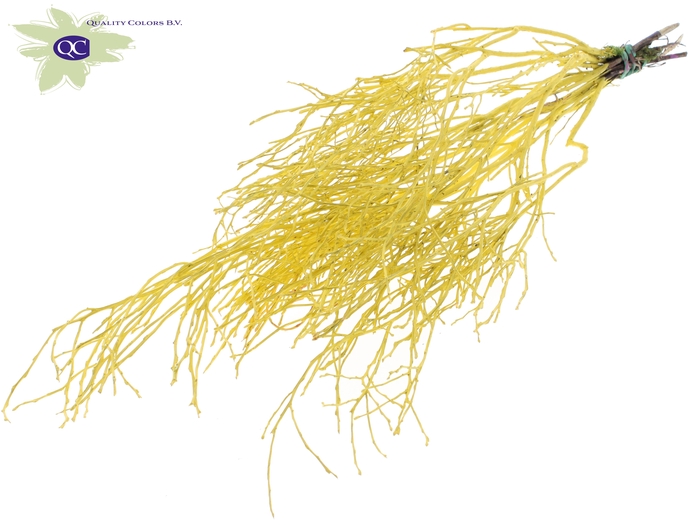 Huckelberry per bunch Yellow