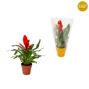 Vriesea Kallisto Rood (Met Hoes)