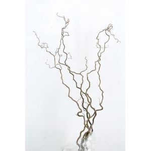 Corylus avellana 'Contorta'