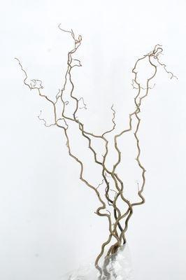 <h4>Corylus avellana 'Contorta'</h4>