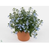 LOBE CURA LIGHT BLUE