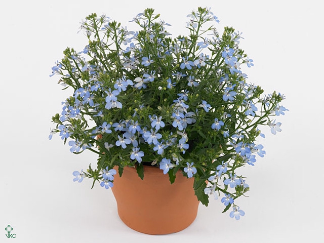 LOBE CURA LIGHT BLUE