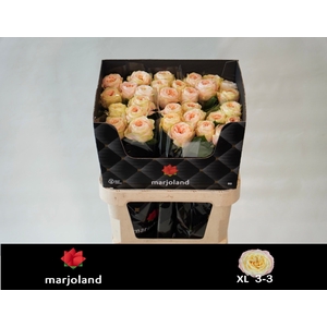 R Gr Priscilla XL Marjoland