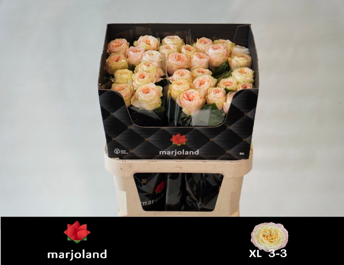 <h4>R Gr Priscilla XL Marjoland</h4>