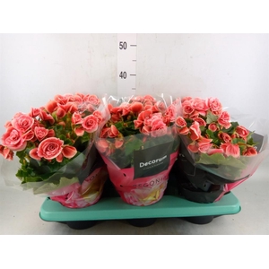 Begonia elat. DU 'Borias'