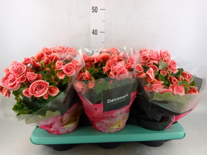 <h4>Begonia elat. DU 'Borias'</h4>