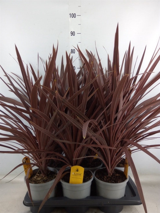 <h4>Cordyline austr. 'Red Star'</h4>