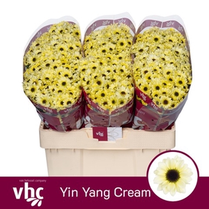 Chrys sa yin yang cream
