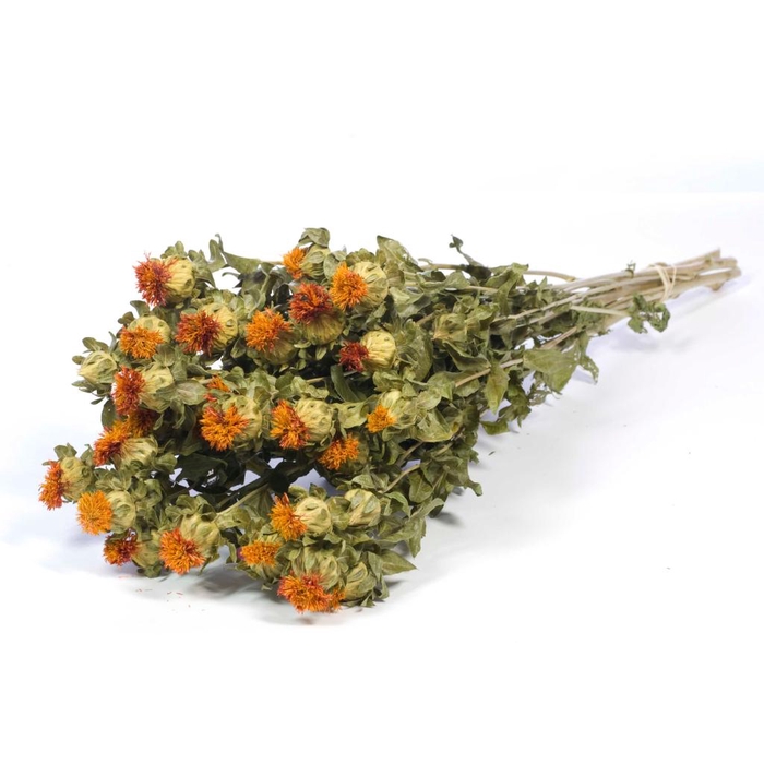 <h4>Bidens (carthamus) Natural Orange</h4>