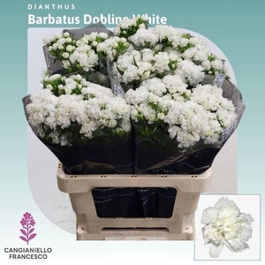 DI BARB DOBLINO WHITE
