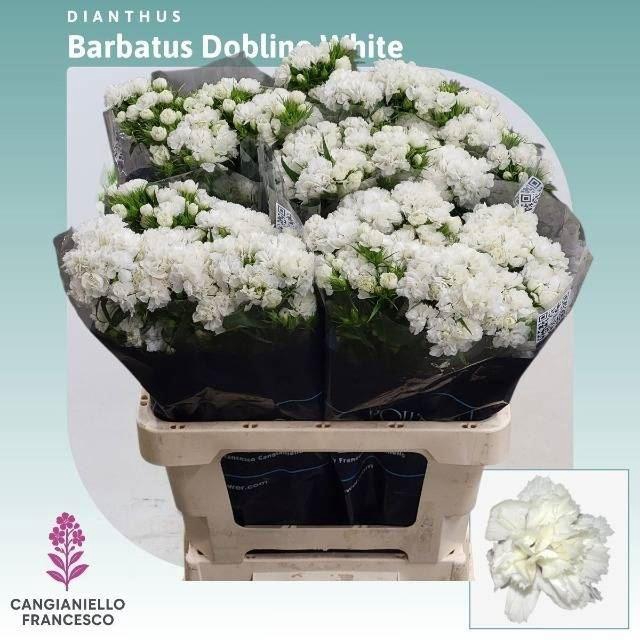 <h4>DI BARB DOBLINO WHITE</h4>