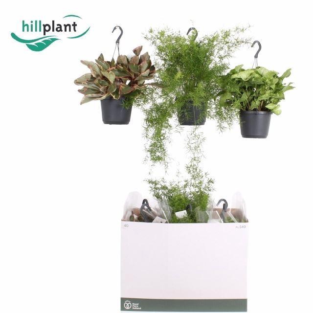 <h4>HANGING PLANT ...MIX HANGPLANTEN</h4>