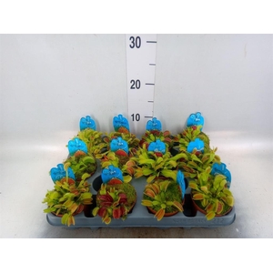 Dionaea muscipula