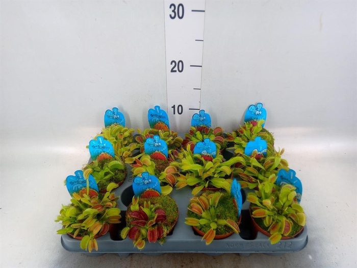 <h4>Dionaea muscipula</h4>