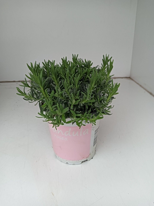 <h4>Lavendel Lavandula rosea roze</h4>