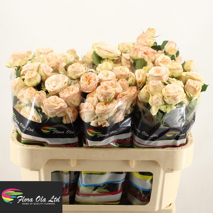 <h4>ROSA TR 'GENTLE TRENDSETTER'</h4>