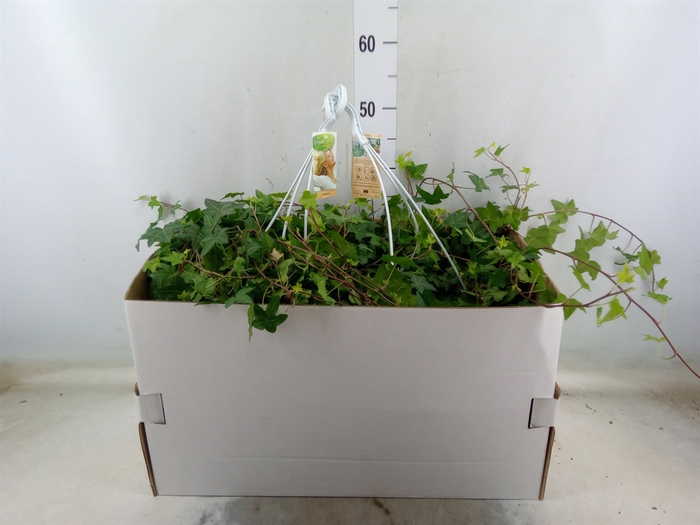 <h4>Hedera helix 'Pittsburgh'</h4>