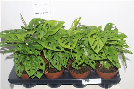 Monstera Adansonii