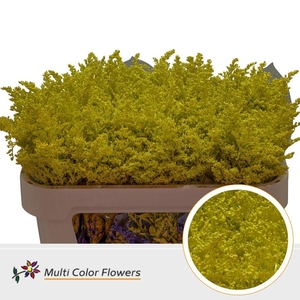 Solidago DYED Yellow