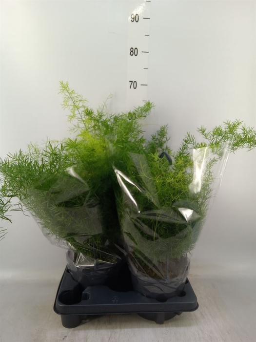 <h4>Asparagus dens. 'Sprengeri'</h4>