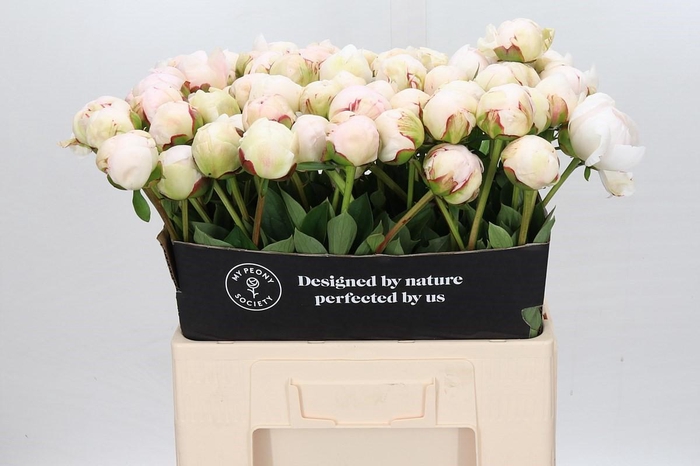 <h4>Paeonia Odile</h4>