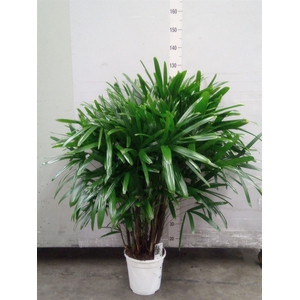 Rhapis excelsa