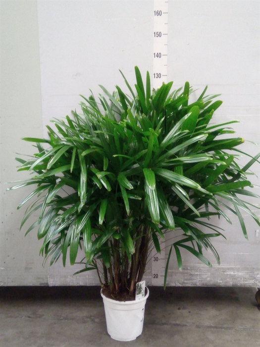 <h4>Rhapis excelsa</h4>