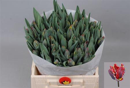 <h4>Tu Pa Rococo</h4>