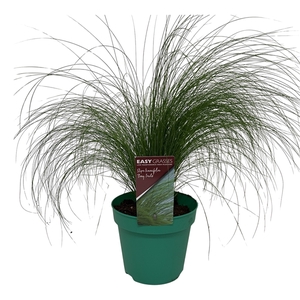 Stipa tenuifolia Pony Tails GROEN