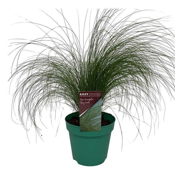 <h4>Stipa tenuifolia Pony Tails GROEN</h4>