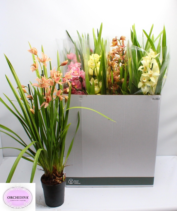 <h4>CYMB GEMENGD</h4>