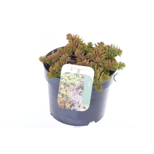 Sedum reflexum Angelina