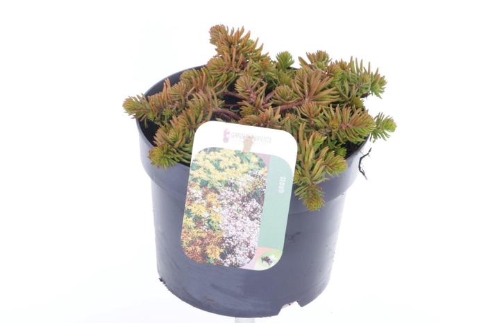 <h4>Sedum reflexum Angelina</h4>