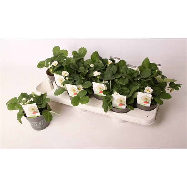 <h4>Fragaria Snow Summer Breeze</h4>