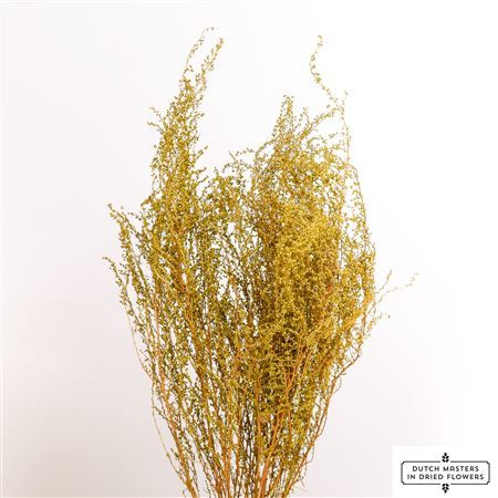 Dried Solidago Natural Bunch