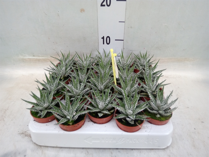 <h4>Haworthia fasciala 'Alba'</h4>