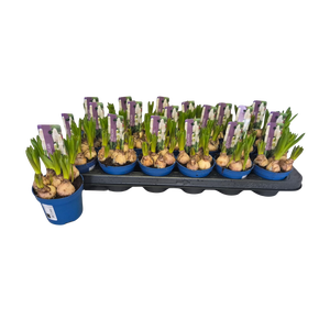 Bol op pot Muscari White 9 cm