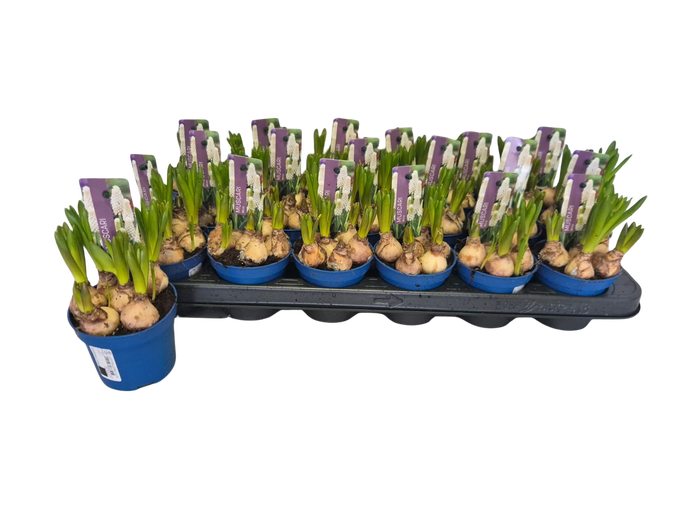 <h4>Bol op pot Muscari White 9 cm</h4>