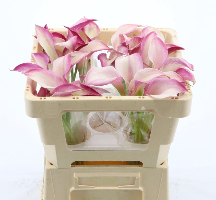 <h4>Calla Call Mario</h4>