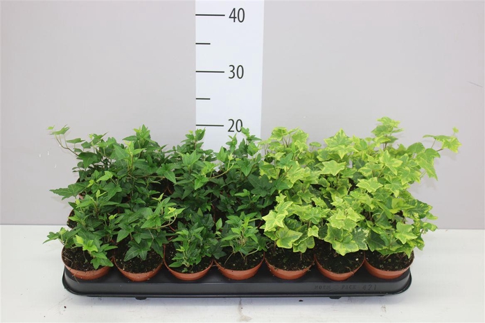 <h4>Hedera He Gemengd</h4>