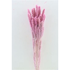 Dried Setaria Cerise Bunch