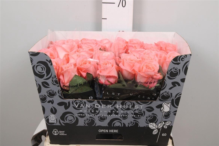 <h4>R Gr Big Girl</h4>