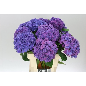 Hyd Rodeo Purple