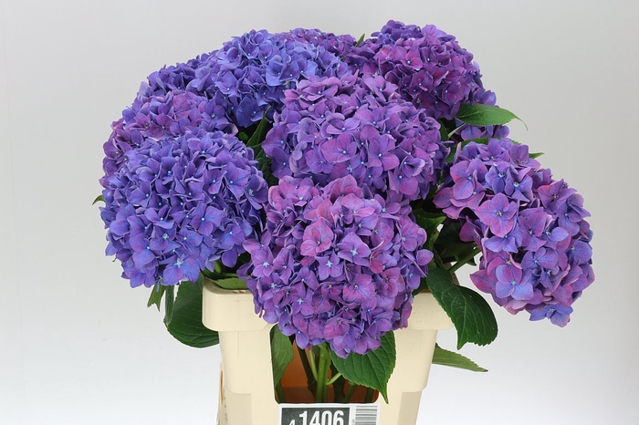 <h4>Hyd Rodeo Purple</h4>