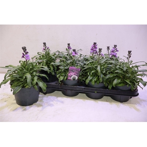 arr8 Erys Bowles Mauve