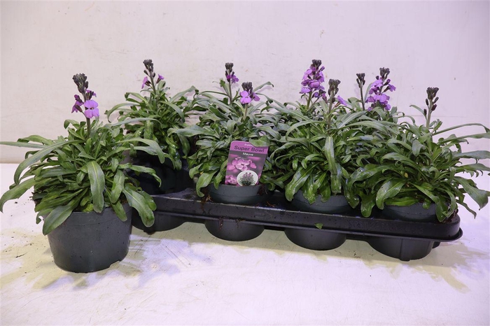 <h4>Erys Bowles Mauve</h4>