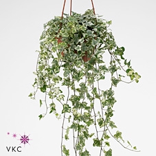 HEDERA HELIX Mini kolibri 9 cm