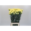 Dianthus St Ilias