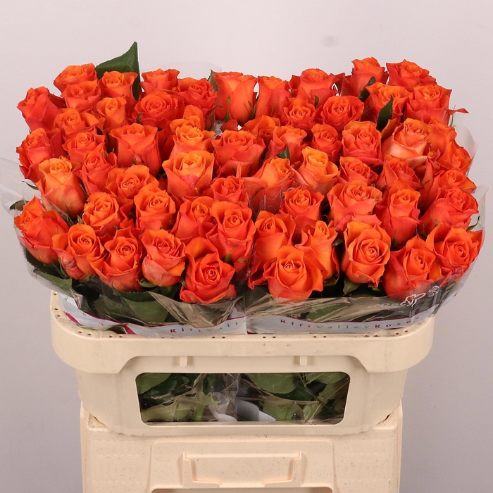 <h4>R GR ORANGE WAVE</h4>